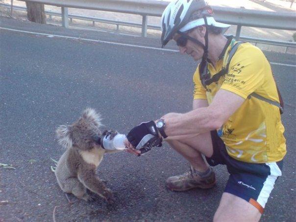 Thirsty Koala